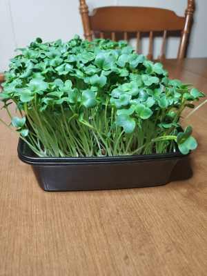 Day 5 - Growing Microgreens